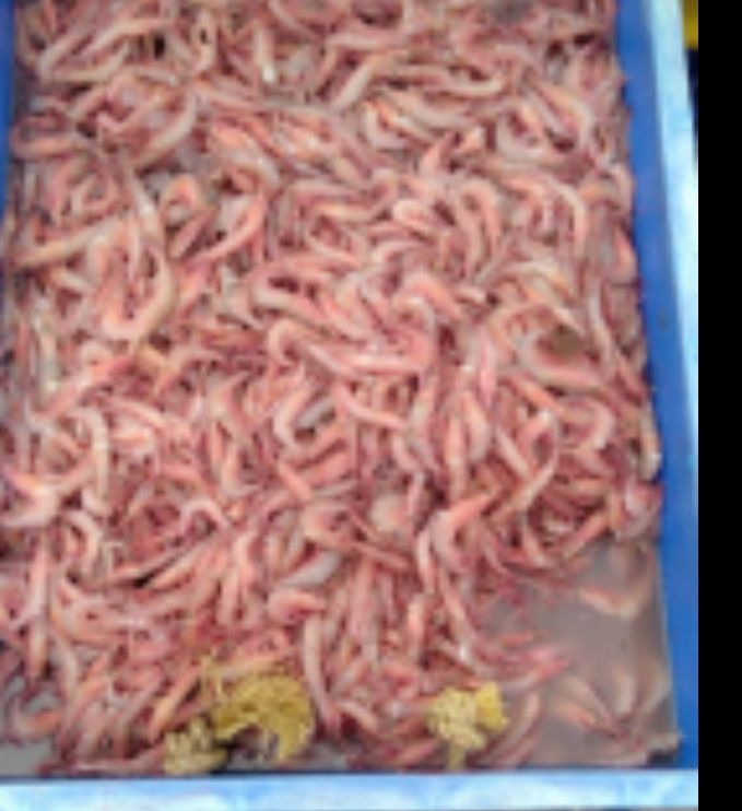 Fresh Vannamei Prawn, for Cooking, Certification : FDA Certified