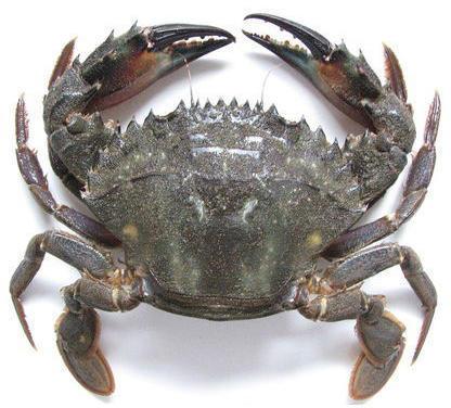 Live Crabs, for Cooking, Packaging Type : Thermocole Box, Vaccum Packed