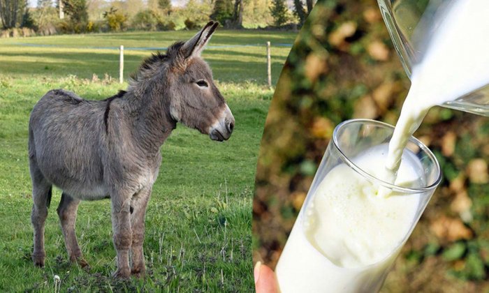 Donkey milk, for Medicine Use, Feature : Low Calories, Highly Nutritious