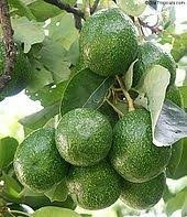 Avocado Plant, for Medicinal benefit, Color : Green