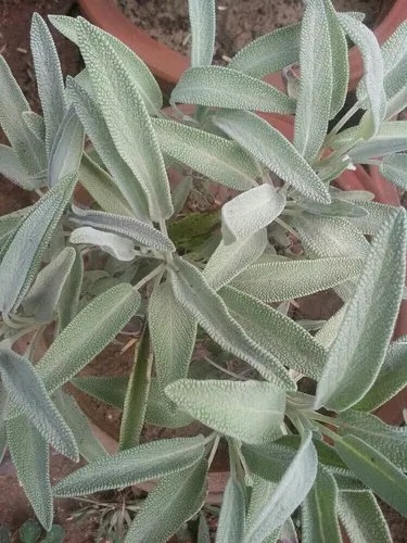 Sage Herb, Color : Green