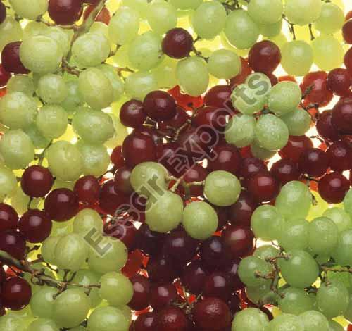 Organic fresh grapes, Packaging Type : Net Bag, Plastic Box
