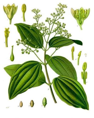 Ajwain Herbal Plant