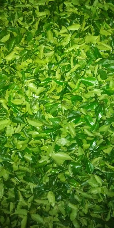 Raw Natural Regular Curry Leaves, For Cosmetics, Food Medicine, Spices, Cooking, Packaging Type : Paper Box