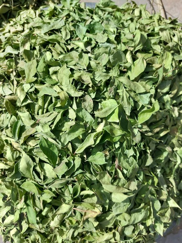 Natural Dry curry leaves, for Cooking, Spices, Food Medicine, Cosmetics, Packaging Size : 100gm, 200gm