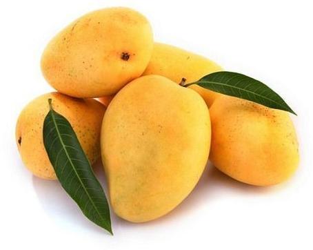 Organic kesar mango, for Human Consumption, Certification : FSSAI Certified