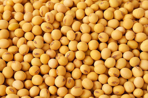 Common soybean seeds, for Cooking, Feature : Non Harmful