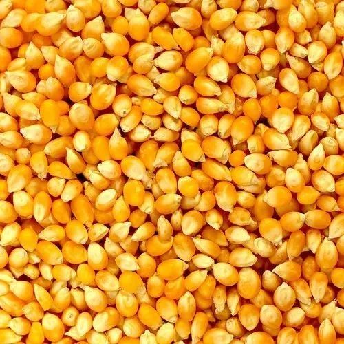 Yellow maize, for Animal Feed, Cattle Feed, Flour, Food Grade Powder, Style : Dried