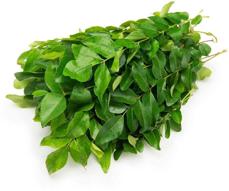 Organic Fresh Curry Leaves, Packaging Type : Plastic Packet