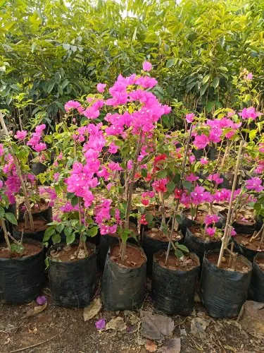 bougainvillea plants at Rs 50 / Piece in Hyderabad | Raghavendra ...