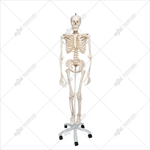 MSWLABS PVC Human Skeleton Model, Size : 150 cm
