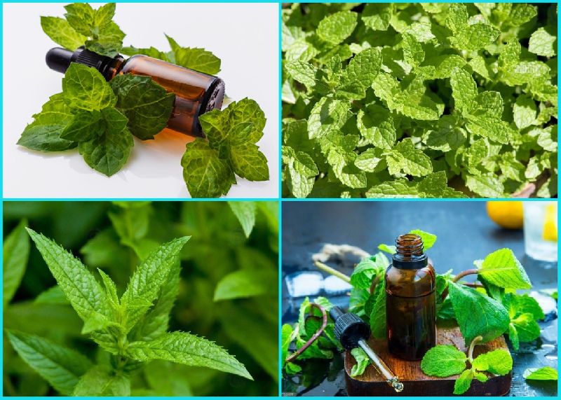 Mentha Piperita Oil