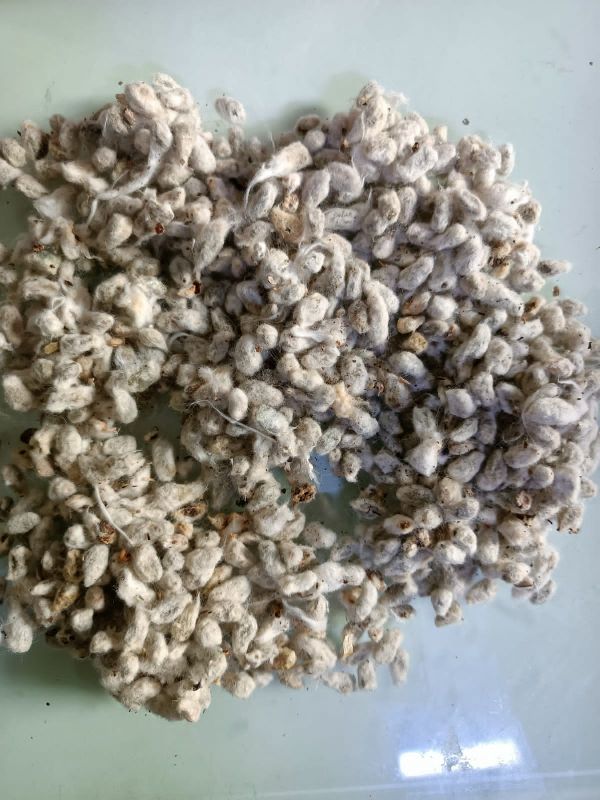 Cotton Seeds, Packaging Type : Plastic Pouch