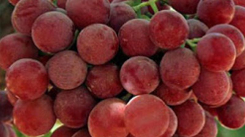 Fresh Red Grapes