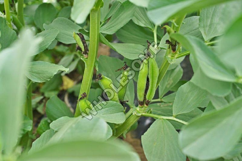 Fresh Broad Beans