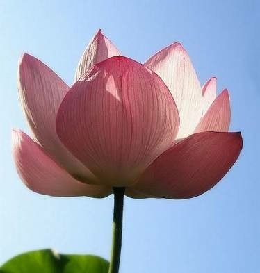 Fresh Lotus Flower, for Garlands, Wreaths, Decoration, Style : Natural