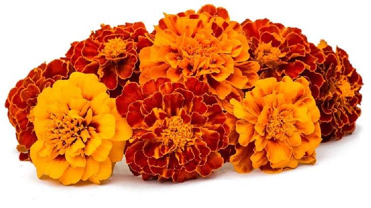 Organic fresh marigold flower, Style : Natural