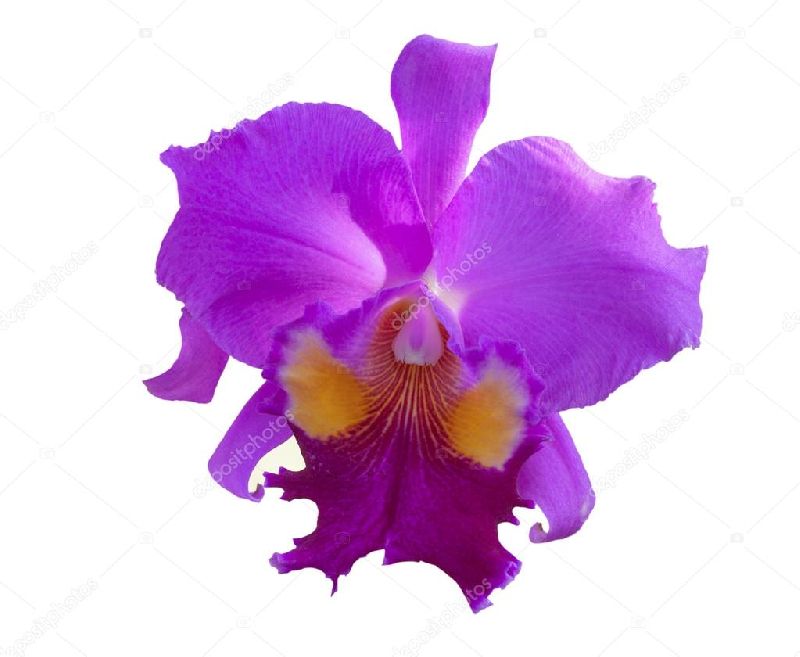 Fresh Orchid Flower, for Garlands, Wreaths, Decoration, Style : Natural