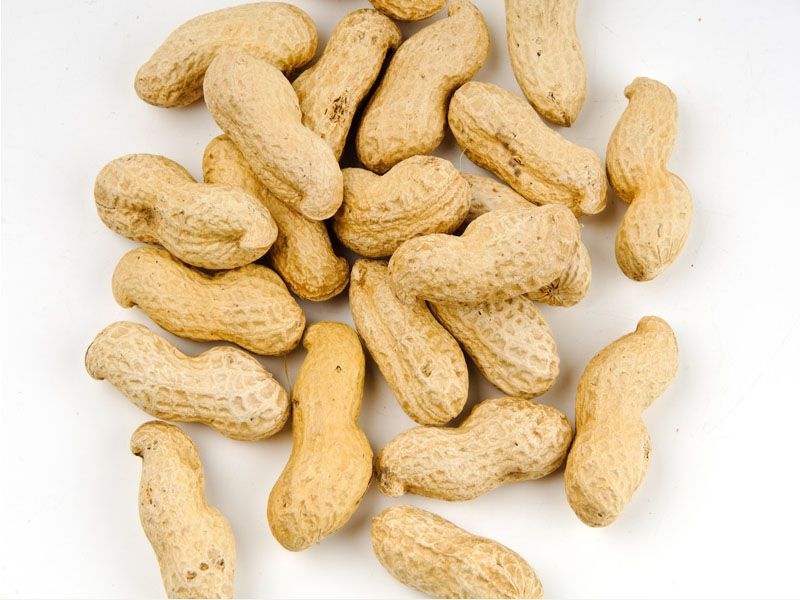 Shelled Groundnuts, Shelf Life : 6 Months