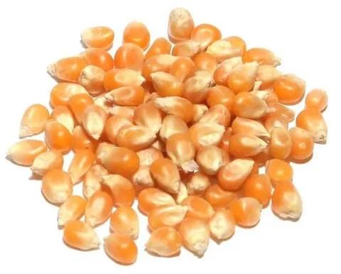 Organic Imported Popcorn Seeds, Certification : FSSAI Certified