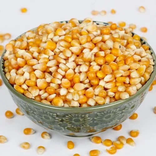 Organic Natural Popcorn Seeds, Style : Dried