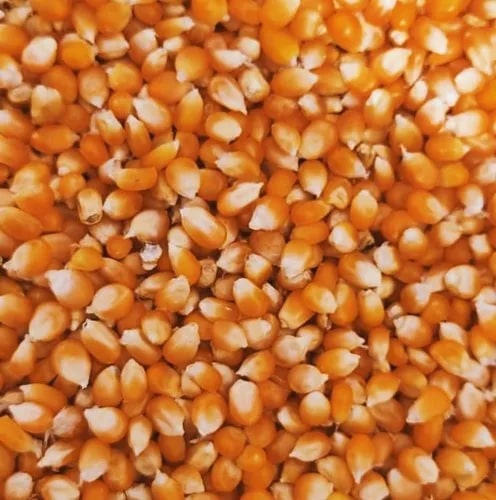 Orange Popcorn Seeds, Style : Dried