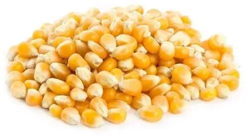 Organic Popcorn Seeds, Shelf Life : 4 Months