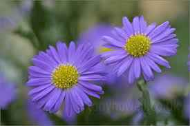 Round Natural Aster Flower, for Decoration, Color : Purple