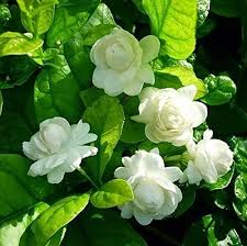 White Arabian Jasmine Flower, for Decoration, Packaging Type : Carton Box