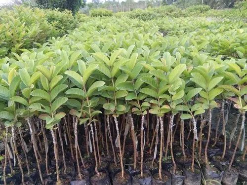 bougainvillea plant