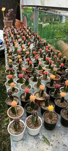 Chinese Cactus Plant