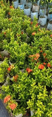 Madhumalti Dwarf Plant