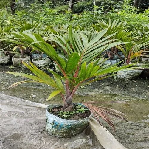 Natural Sampen Palm Plant
