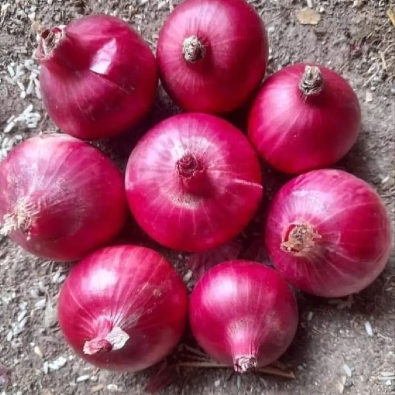 fresh red onion