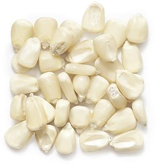 White Maize Seeds, Packaging Type : PP Bags