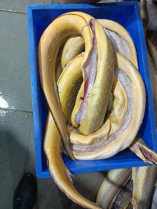 eel fish