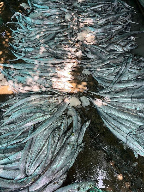 Long Ribbon Fish, Packaging Type Thermocol Box at Rs 200 / kg in Gir