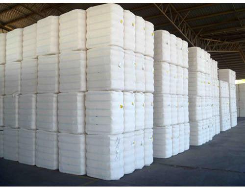 Raw Cotton Bales, Purity : 99% Purity