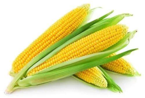 fresh maize