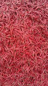 Armour Dried Red Chilli, for Cooking, Specialities : Hygenic