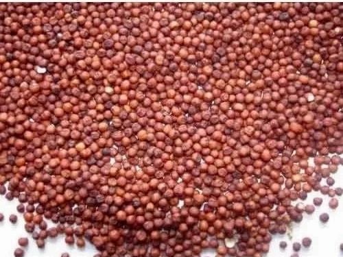 Natural Ragi Seeds, for Agricultural, Making Oil, Packaging Size : 10-25kg