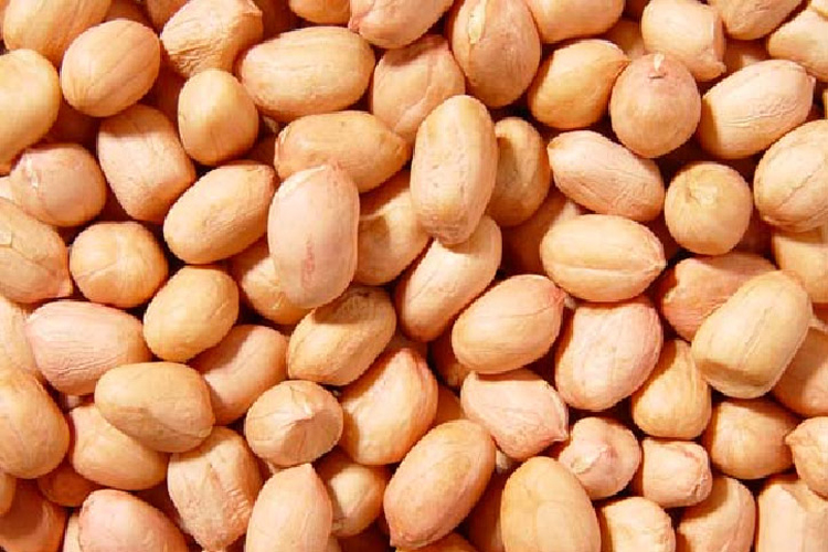 Java 140/160 Peanuts, for Oil, Human Consumption, Feature : High In Protein