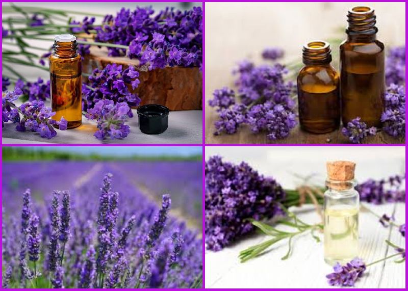 Lavender oil, Packaging Size : Aluminium Bottles, Glass Bottles, Plastic Bottles