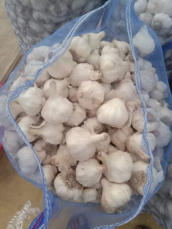 Fresh Garlic Bulbs, for Cooking, Feature : Natural