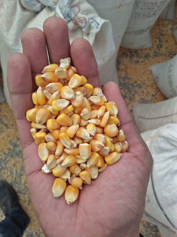 Maize, Packaging Type : PP Bags