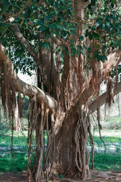 Bargad Tree