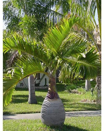 VRN Coated bottle palm tree, Packaging Type : Carton Box