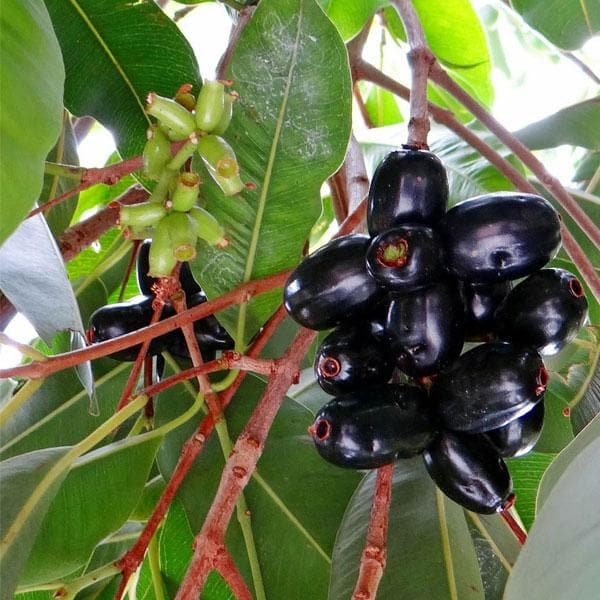 Natural Jamun Plant, for Fruits Use, Length : 2-4 Feet