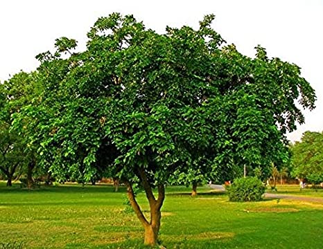 Karanja Tree