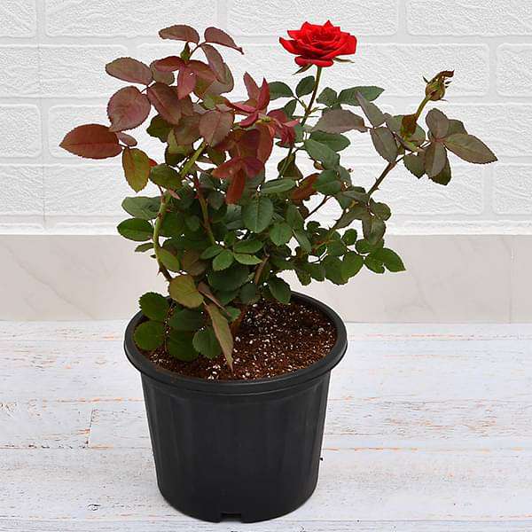 Rose Plant, for Decoration, Feature : Colorful Pattern, Freshness, Natural Fragrance, Non Artificial